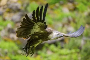 Eurasian griffon vulture (Gyps fulvus) flying