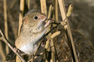 Eurasian harvest mouse (Micromys minutus)
