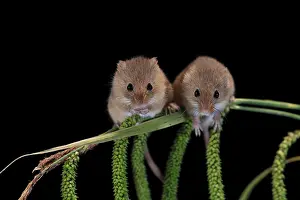 Eurasian harvest mouse (Micromys minutus)