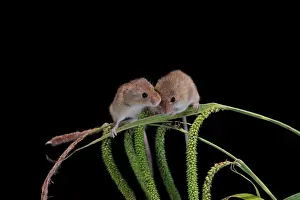 Eurasian harvest mouse (Micromys minutus)