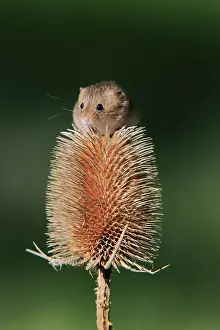 Eurasian harvest mouse (Micromys minutus)