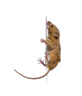 Eurasian harvest mouse, Micromys minutus
