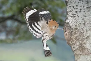 Eurasian Hoopoe (Upupa epops) feeding chick in nest hole