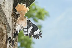 Eurasian Hoopoe (Upupa epops) feeding chick in nest hole