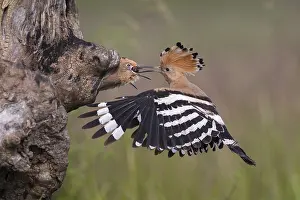 Eurasian Hoopoe (Upupa epops) feeding juveniles in nesting cavity