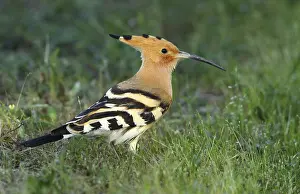 Eurasian Hoopoe (Upupa epops) on field