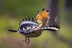 Eurasian Hoopoe (Upupa epops) flying with food in its beak