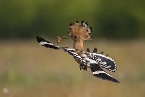 Eurasian Hoopoe (Upupa epops) flying with food in its beak