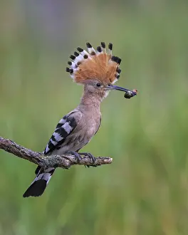 Eurasian Hoopoe (Upupa epops) with food in its beak