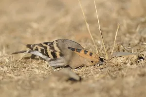 Eurasian Hoopoe (Upupa epops) foraging