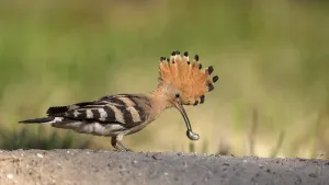Eurasian Hoopoe (Upupa epops) foraging