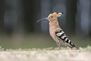 Eurasian Hoopoe (Upupa epops) on ground