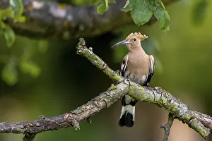 Eurasian Hoopoe (Upupa epops) perched on a branch