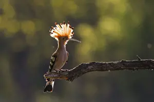 Eurasian Hoopoe (Upupa epops) perched on a branch
