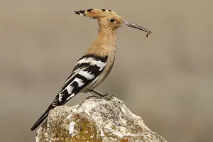 Eurasian Hoopoe (Upupa epops), perched with food on beak