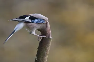 Eurasian jay (Garrulus glandarius)