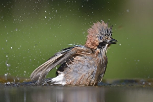 Eurasian Jay (Garrulus glandarius)
