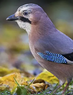 Eurasian Jay (Garrulus glandarius)