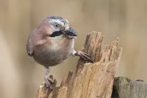 Eurasian Jay (Garrulus glandarius)
