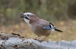 Eurasian jay (Garrulus glandarius)