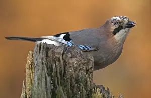Eurasian Jay (Garrulus glandarius)