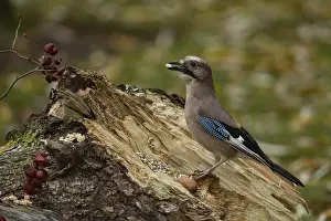 Eurasian jay (Garrulus glandarius)