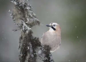 Eurasian Jay (Garrulus glandarius)
