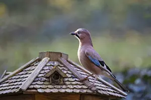Eurasian jay (Garrulus glandarius)