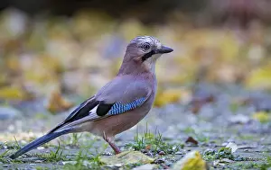Eurasian jay (Garrulus glandarius)