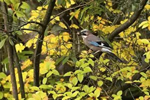 Eurasian jay (Garrulus glandarius) with acorn in its beak