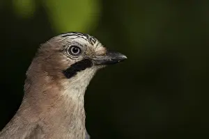 Eurasian jay (Garrulus glandarius) adult bird head portrait