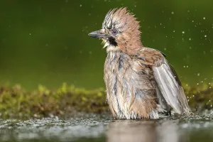 Eurasian Jay (Garrulus glandarius) bathing