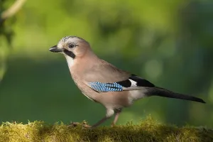 Eurasian jay (Garrulus glandarius) on branch with moss