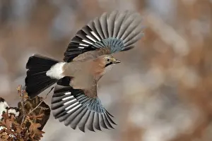 Eurasian Jay (Garrulus glandarius) flying