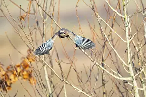 Eurasian jay /Garrulus glandarius) Germany