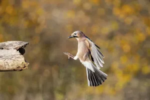Eurasian jay (Garrulus glandarius) Germany