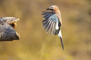 Eurasian jay (Garrulus glandarius) Germany
