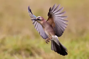 Eurasian jay (Garrulus glandarius) Germany