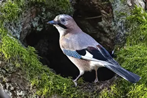 Eurasian jay (Garrulus glandarius) Germany