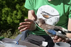 Eurasian jay (Garrulus glandarius) nipping a young scientist's hand during a survey during a ringing campaign