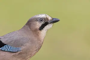 Eurasian Jay (Garrulus glandarius), Poland, Europe