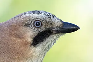 Eurasian jay (Garrulus glandarius) portrait