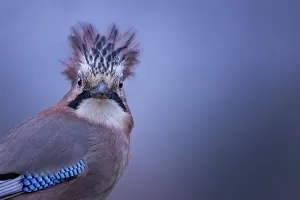 Eurasian jay (Garrulus glandarius) portrait of the head