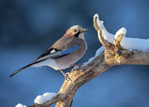 Eurasian jay (Garrulus glandarius) sits on branch with snow