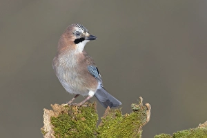 Eurasian jay (Garrulus glandarius) sits on a mossy tree stump