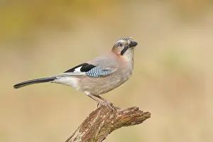 Eurasian Jay (Garrulus glandarius) sitting on a branch