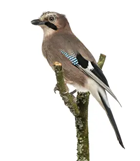 Eurasian Jay perching on a branch