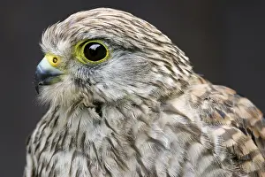 Eurasian Kestrel (Falco tinnunculus)