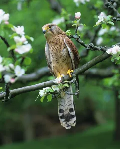Eurasian Kestrel (Falco tinnunculus)