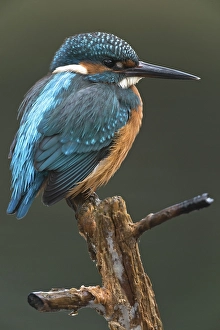 Eurasian kingfisher (Alcedo atthis) sitting on tree branch